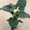 ALOCASIA 24 CM CUCULLATA 1X1