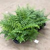 ASPLENIUM 14 CM PARVATI 1X6