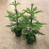 ARAUCARIA 17 CM HETEROPHYLLA 1X6