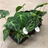 ANTHURIUM 12 CM MIX 1X8