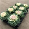 BRASSICA 12 CM VIT FRILLESÅS