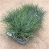 FESTUCA 17 CM GLAUCA INTENCE BLUE 1X6