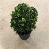 BUXUS 24 CM KLOT DIAM 28-30 CM