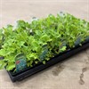 BRASSICA BOX GRÖNKÅL