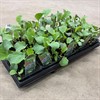 BRASSICA BOX BROCCOLI