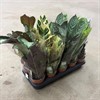 CALATHEA 12 CM MIX 1X10