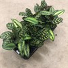 CALATHEA 12 CM MIX 1X10