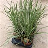 CALAMAGROSTIS 16 CM OVERDAM 1X6