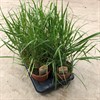 CALAMAGROSTIS 16 CM KARL FOSTER TUVRÖR 1X6