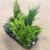 CONIFEREN 13 CM MIX 1X6