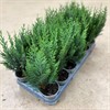 CHAMAECYPARIS  9 CM COLUMNARI 1X18