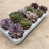ECHEVERIA 10,5 CM HÖST MIX VECKANS