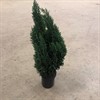 CHAMAECYPARIS 21 CM ELLWOODII 80 CM 1X1