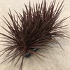 CORDYLINE 13 CM RED STAR 1X8
