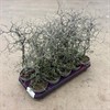 COROKIA 12 CM  1X10