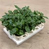 COFFEA 9 CM ARABICA KAFFEKOPP 1X12
