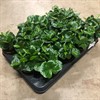 COFFEA 9 CM ARABICA 1X12