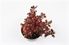 COPROSMA 12 CM RED RUBY 1X10