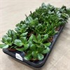CRASSULA 10,5 CM MIX 1X10