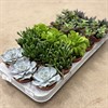 CRASSULA/SUCCULENT  8,5 CM MIX 1X18