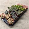 SUCCULENT  8,5 CM MIX