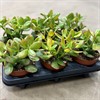 CRASSULA 12 CM OVATA 1X6