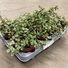 PORTULACARIA 12 CM VARIEGATA 1X6
