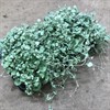 DICHONDRA 11 CM SILVERFALL 1X12