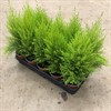 CUPRESSUS 12 CM GOLDCREST WILMA 1X9