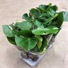 MONSTERA 12 CM DELICIOSA  1X8