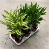 DRACAENA 11 CM MIX 3 SORTER 1X12