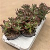 ECHEVERIA 13 CM PULVINATA 1X6