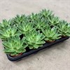 ECHEVERIA  8,5 CM MIRANDA 1X12