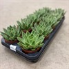 ECHEVERIA 10,5 CM MIRANDA 1X10