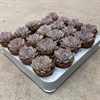 ECHEVERIA 5.5 CM HERCULES 1X20