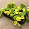 EPIPREMNUM  10 CM NEON 1X15