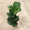 FICUS 17 CM LYRATA 1X6