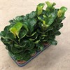 FICUS 12 CM LYRATA 1X8