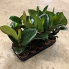 FICUS 12 CM ROBUSTA  1X8