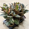FICUS 17 CM ELAST, BELIZE 1X6