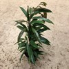 FICUS 17 CM AMSTEL KING 1X6 70 CM