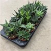 HAWORTHIA/ALOE  8,5 CM MIX 1X18