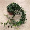 HEDERA 13 CM RANKOR STYCKEPRIS 1x1