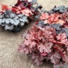 HEUCHERA 12 CM MÅLSTA MIX 2x8