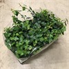 HEDERA 11 CM HIBERNICA UTE VECKANS