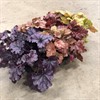 HEUCHERA 13 CM FRILLESÅS