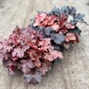 HEUCHERA 12 CM MÅLSTAS MIX
