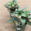 HOSTA 19 CM