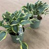 HOSTA 23 CM
