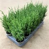 JUNIPERUS 9 CM STRICTA 1X18